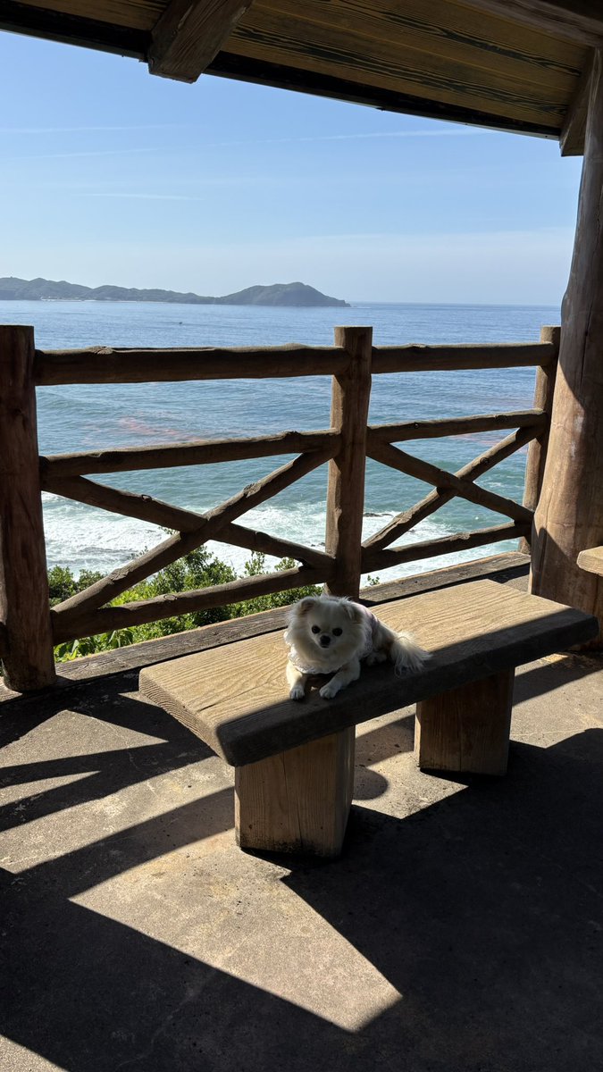 綺麗な海とココちゃん🐶💕