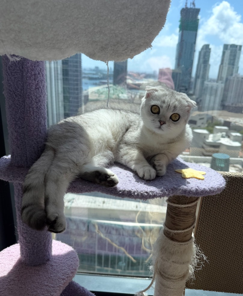 getspotcovered's tweet photo. picture purrrrfect 😻 https://t.co/sgsKCWbBOd