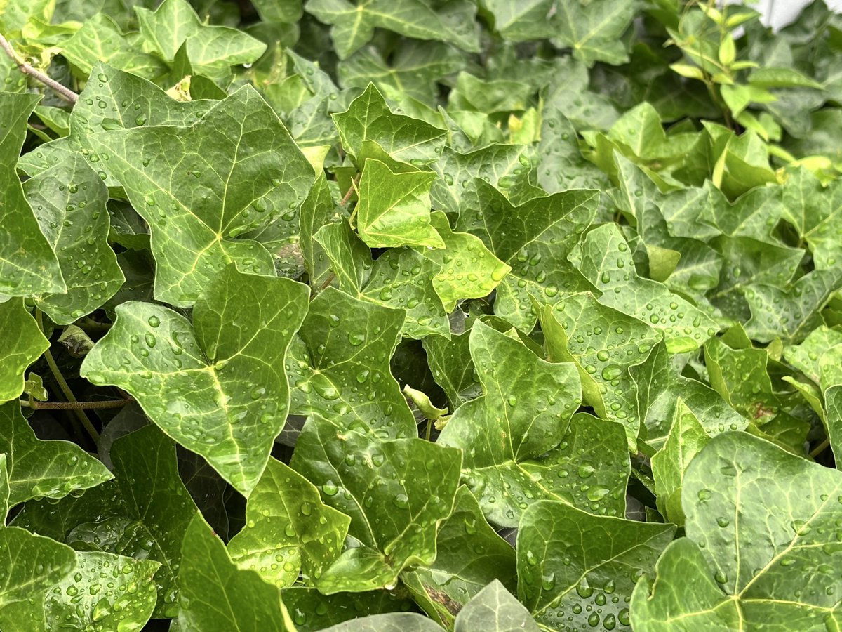 yurulinn's tweet photo. 💠🐌６月👱‍♂️☔️

今年の6月21日は
｢夏至｣であり｢父の日｣でもある😯
早くも折り返し地点🌞そして…
忘れられがちなお父さんにも感謝を( *. ̫.)”

🐸かえる寺
無事かえる・健康かえる・若がえる…etc
欲張りすぎ(｡-ㅅ-｡)……🐸ﻭ✨️

梅雨☔️豪雨に気を付けて
憂鬱な季節も乗り越えていこう🌈✨️ https://t.co/aCbNO0Yd4x