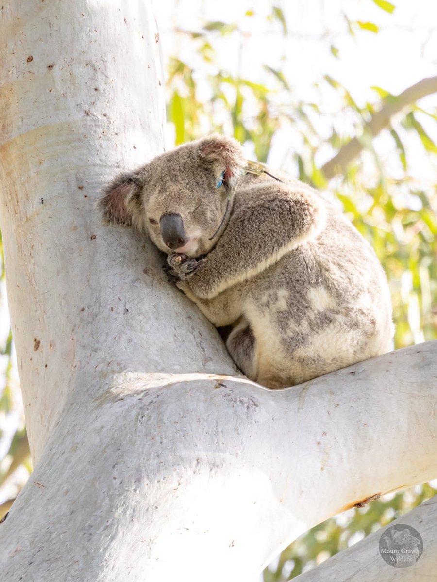 oskaandme's tweet photo. So, hundreds of people turned up yesterday to show they DO care about koalas and over 11,000 have signed the petition.
Send the Qld govt a message π
https://t.co/SIMK3xTqUz
#SaveLeaf #Savethekoala
Wild in the Redlands on FB
π· Scott Waterhouse https://t.co/PBNLq0mrPT