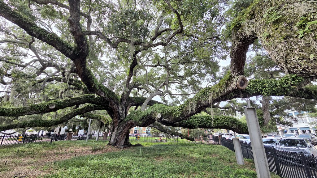 randydale3's tweet photo. @LoraleeLogan Very old oak tree.
Age: somewhere between now and dinosaurs.  🦕 https://t.co/tPQMJHVtBw