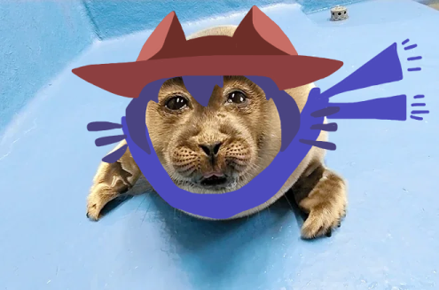 miszuq's tweet photo. niko https://t.co/6gLheausC8