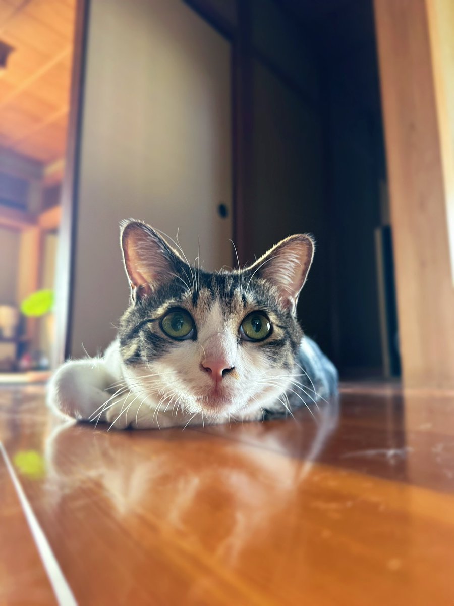 今日から6月！ 今月もみんなでワイワイ楽しい月にしようね🐈✨