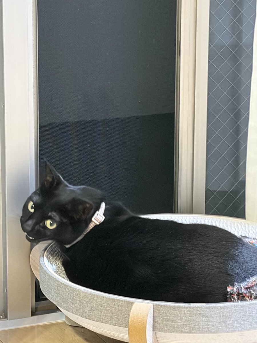 RieU79018544's tweet photo. 昨日の夜のニャルソック🐈⬛
今日は夜勤だニャ😽
#ねこ #黒猫 #猫好き #ねこのいる幸せ
#cat #blackcat #catlover #lifewithcat https://t.co/IDPcW0xDpp