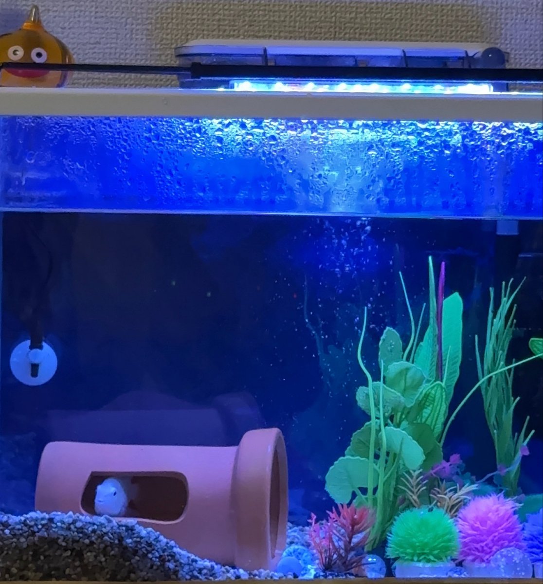 ちびちゃん6月だって☺️ 🐟.｡o○☔️
