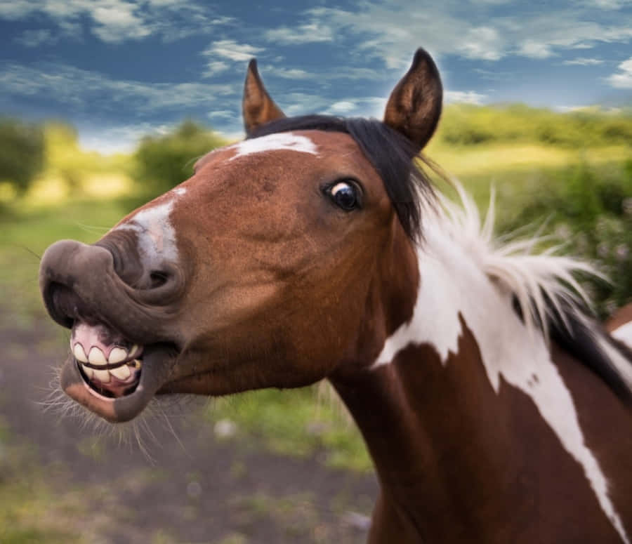 PetherBs's tweet photo. Só bora tropa dos cavalos #quebradabrawl https://t.co/DmEo9QfQlE