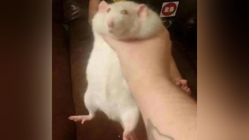 SamTheeSeagull's tweet photo. @Bronzjo https://t.co/9F8yDp6XFO