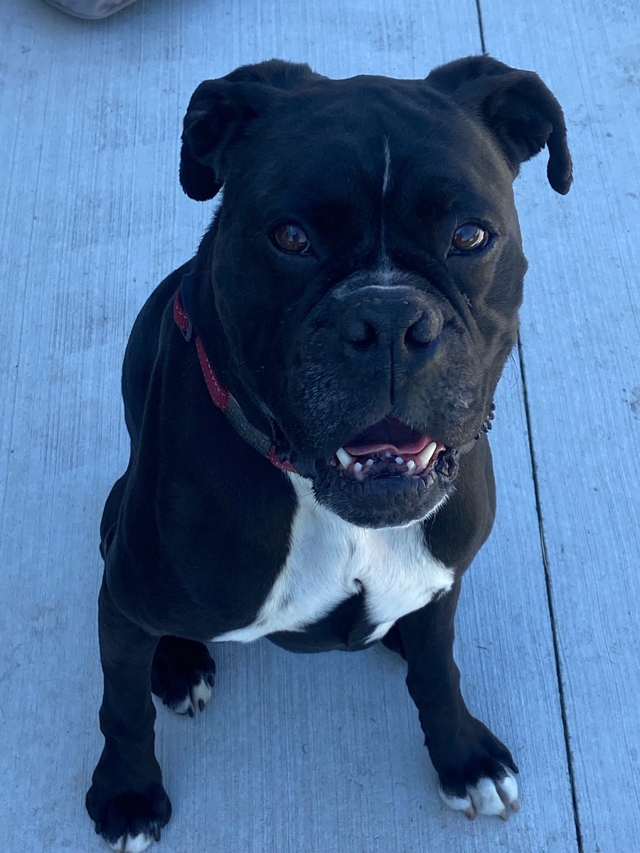 adopt_boxer's tweet photo. Prince is out of the shelter and in a loving foster home. Prince is kid and cat friendly. He did well with the female dogs at his dog meet or can be an only dog. He’s very athletic and energetic so he needs a home that’s like him. Located in upstate NY . #Boxerdogs #Rescuedogs https://t.co/qyhKHgR6j2