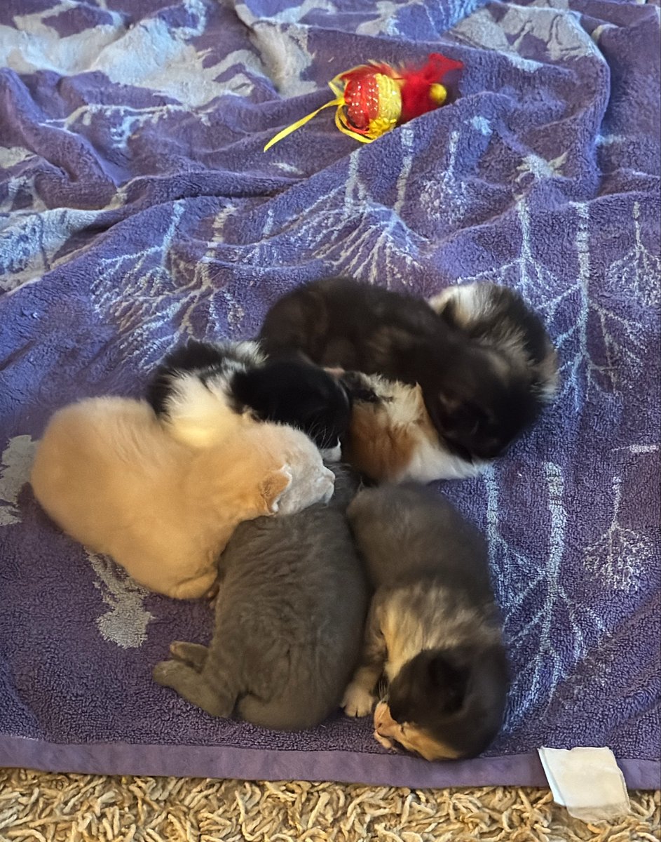 _MG42's tweet photo. A pile of sleepy kitties 🥰 https://t.co/ODUyifoFbj