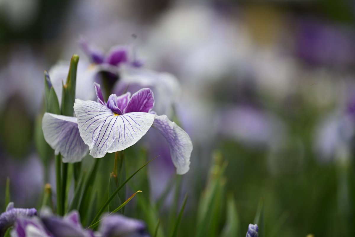 Cuiyise's tweet photo. 花菖蒲　zf  VR300mm f4e
PFレンズはコンパクトで助かる、暑い日には機材は軽く行きたい。 https://t.co/wq6ZqzA5px