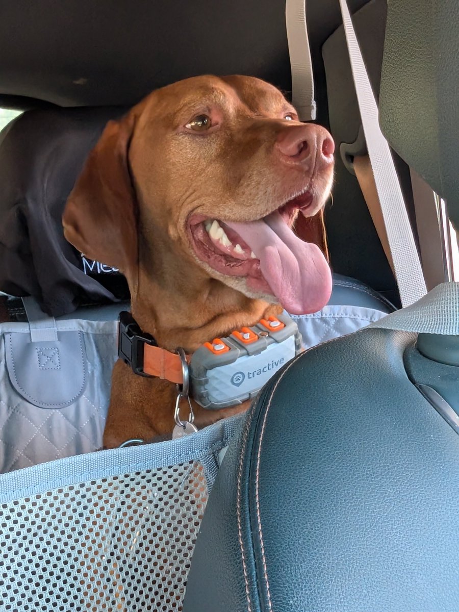 IntrepidPup's tweet photo. SOME-buddy turned 4 years old today! A visit and present from grandpawrents, a car ride, a hike at a state park, and even some pizza crusts . . . what a fun birthday! ❤️🐾 https://t.co/weGN4MiAln