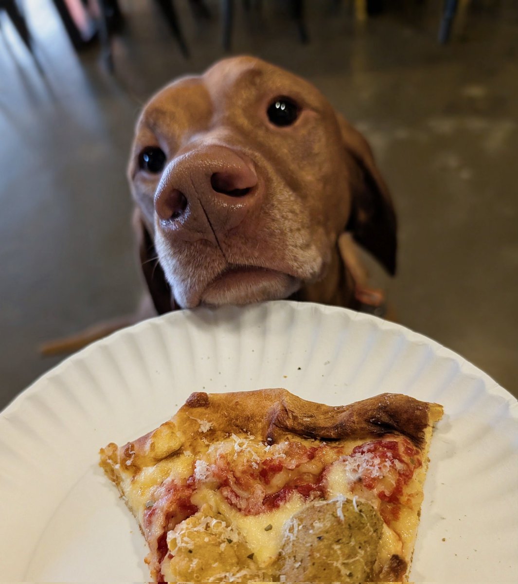 IntrepidPup's tweet photo. SOME-buddy turned 4 years old today! A visit and present from grandpawrents, a car ride, a hike at a state park, and even some pizza crusts . . . what a fun birthday! ❤️🐾 https://t.co/weGN4MiAln