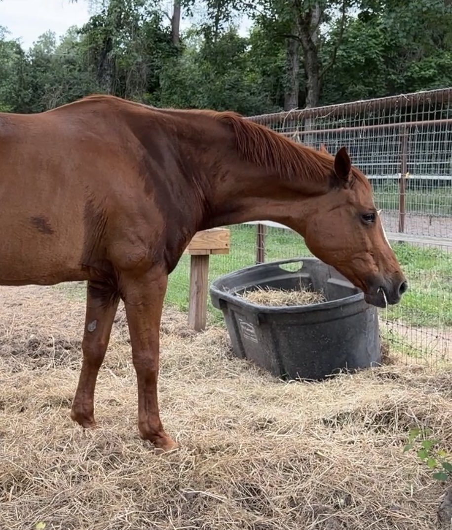 bowbeforebrooke's tweet photo. I had my saddle fitter come out to refit my saddle to Juno instead of NASA &amp; it was unnecessary because they fit almost identical lol.
All we did was reflock it some. https://t.co/bSVI40Fx2C