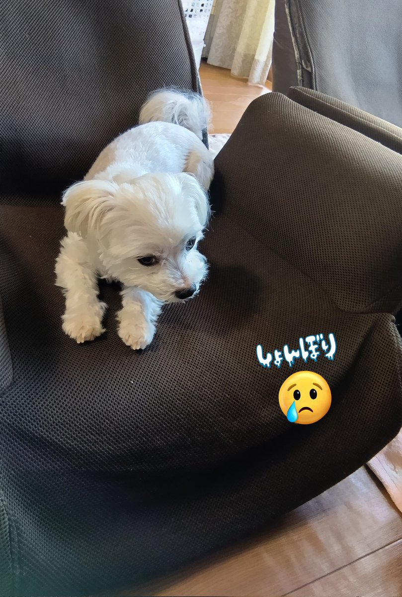 hanabi618's tweet photo. 腰が痛くてしょんぼりはなび https://t.co/TUKjqjagQ0