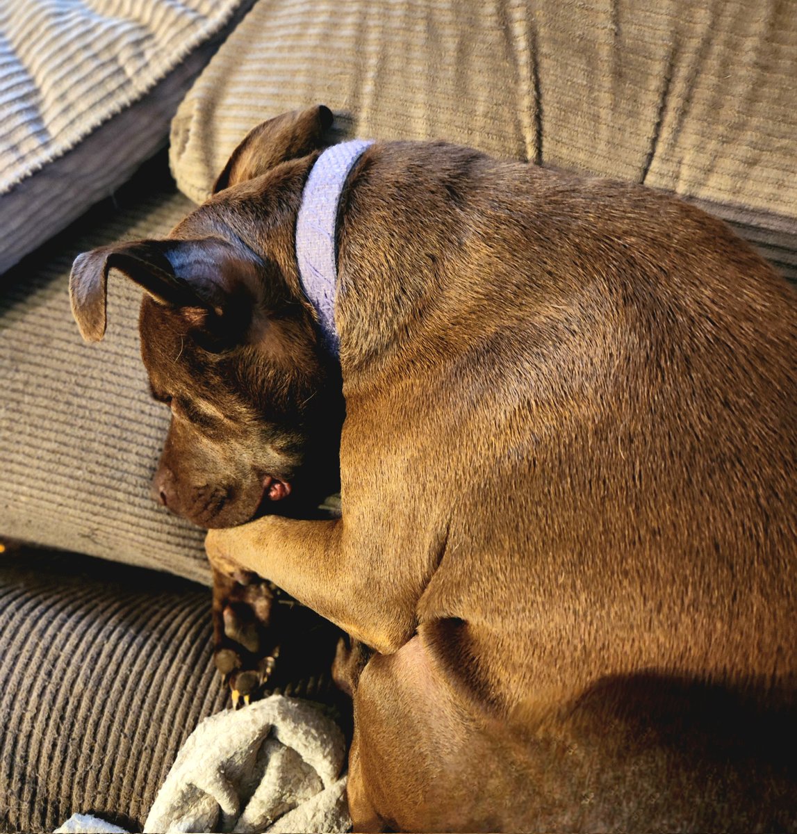 MagicalBuffet's tweet photo. You guys don't even know. It's a miracle I ever leave the house, let alone my sofa, with this cuddly baby curled up next to me. #sarahthepitbull https://t.co/6DdABh40gs