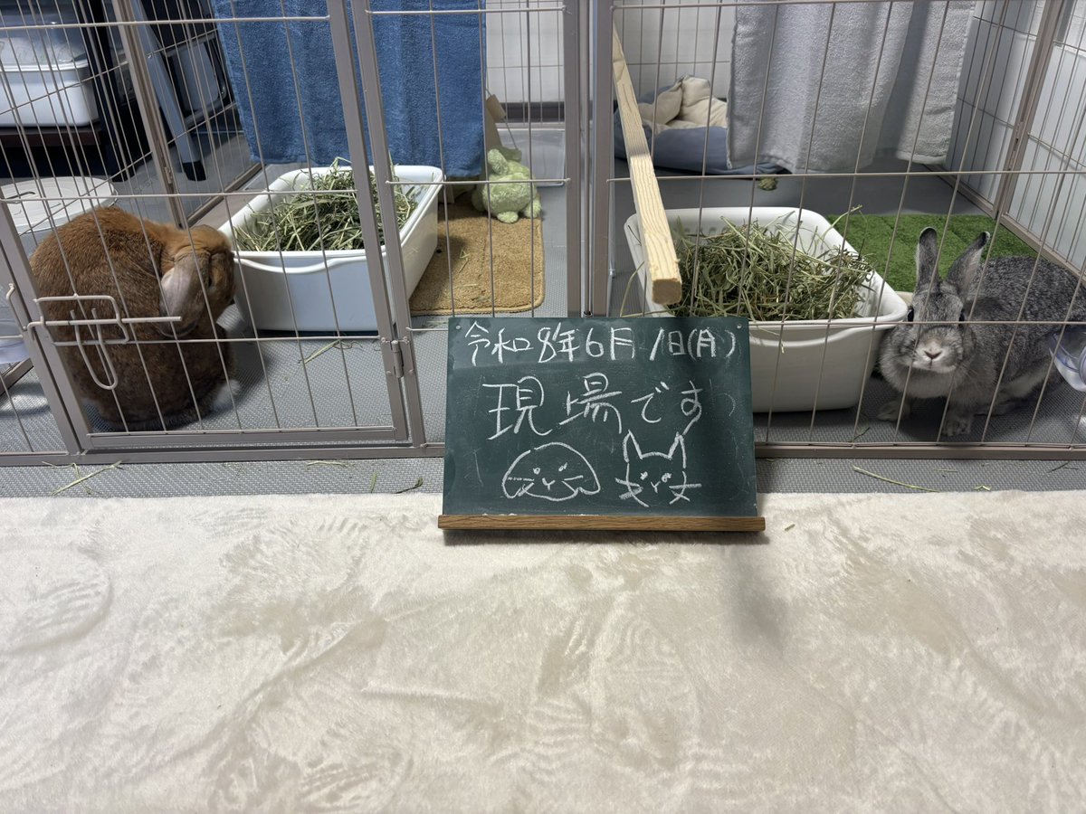 CJB2024's tweet photo. 今日の予定です✒️
現場頑張ります(ง •̀_•́)ง
 #予定
 #うさぎ https://t.co/3Y8siZWocK