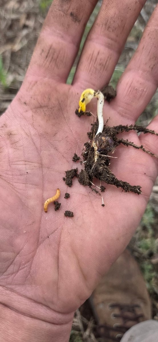 twostarfarmer's tweet photo. #sundayscout https://t.co/YO3xNOy21x