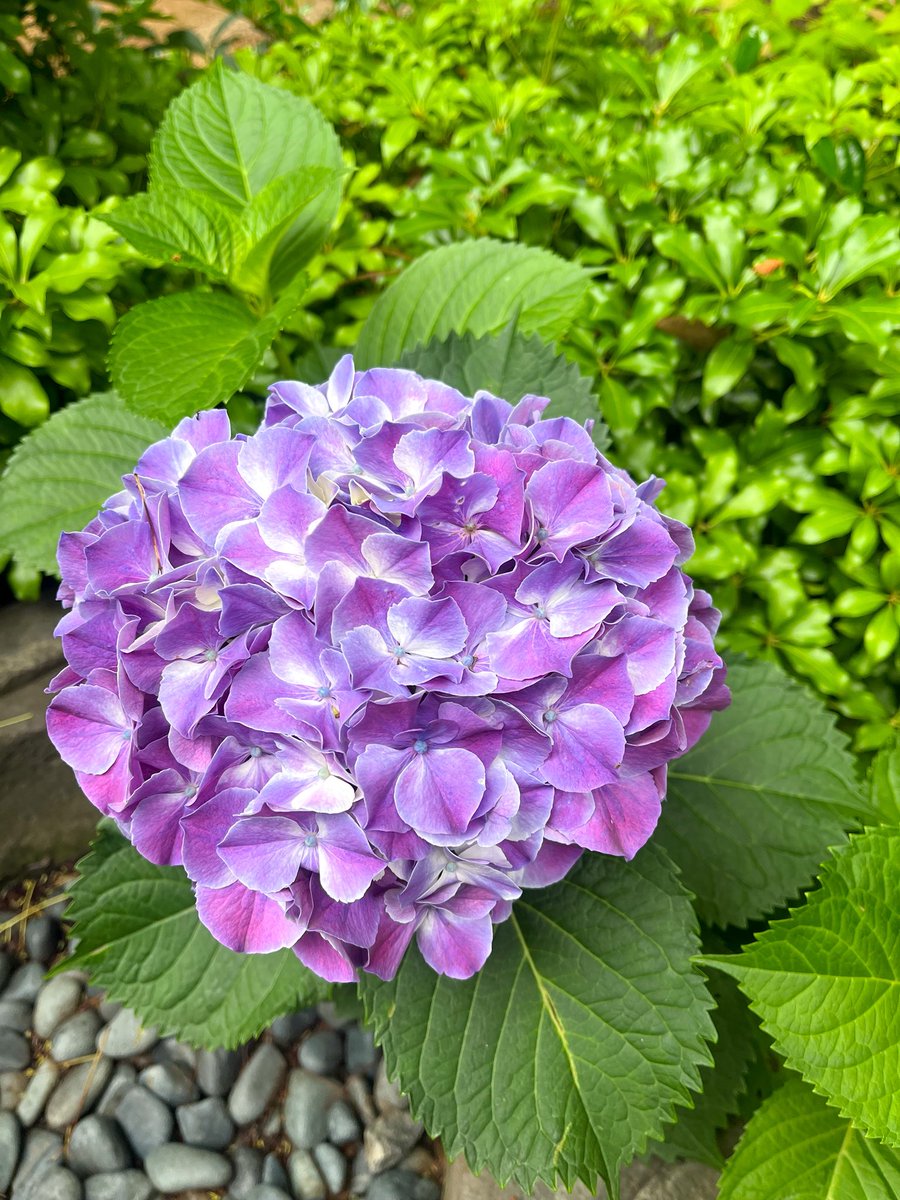 hoshuin's tweet photo. 雨の季節を前に、境内の紫陽花が、少しずつ色づき始めました。

まだ小さな蕾のものもあれば、
ふんわりと美しく咲き始めた花も。

それぞれの歩みで季節を迎える姿に、
どこか心が和らぎます。

慌ただしい日々の中で、
ふと季節に目を向ける時間となりますように。 https://t.co/YjfJX9BMw7