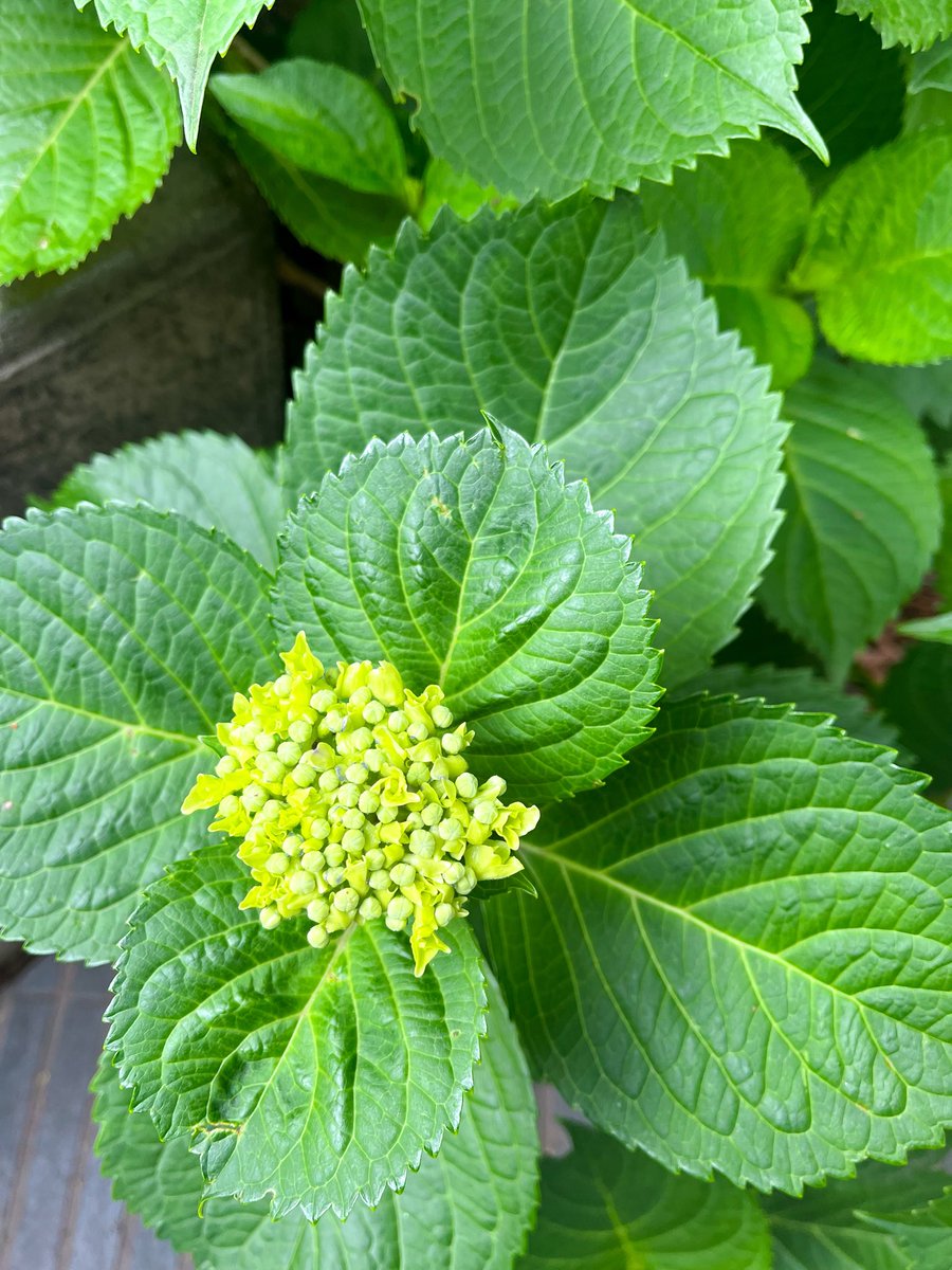 hoshuin's tweet photo. 雨の季節を前に、境内の紫陽花が、少しずつ色づき始めました。

まだ小さな蕾のものもあれば、
ふんわりと美しく咲き始めた花も。

それぞれの歩みで季節を迎える姿に、
どこか心が和らぎます。

慌ただしい日々の中で、
ふと季節に目を向ける時間となりますように。 https://t.co/YjfJX9BMw7