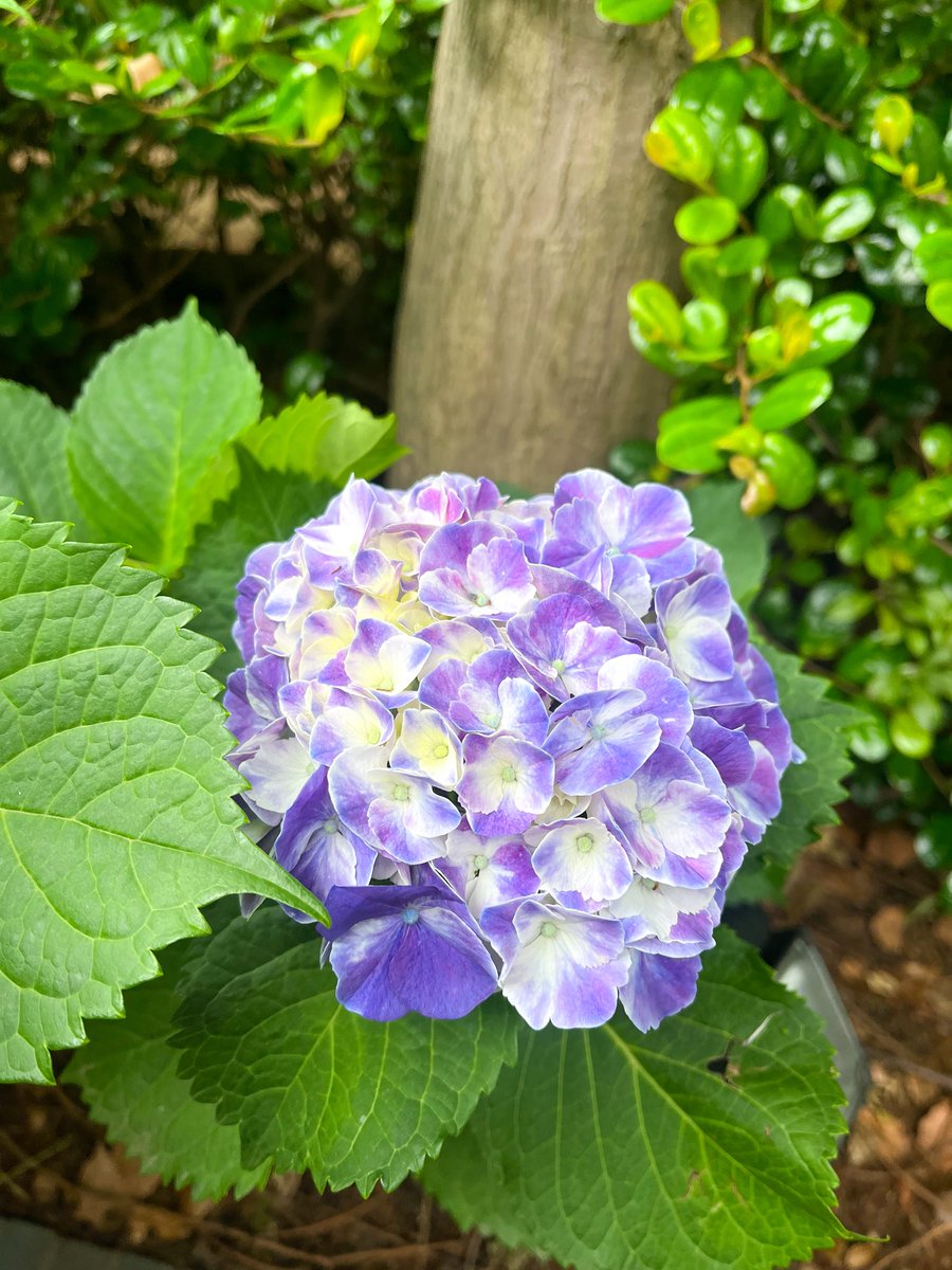 hoshuin's tweet photo. 雨の季節を前に、境内の紫陽花が、少しずつ色づき始めました。

まだ小さな蕾のものもあれば、
ふんわりと美しく咲き始めた花も。

それぞれの歩みで季節を迎える姿に、
どこか心が和らぎます。

慌ただしい日々の中で、
ふと季節に目を向ける時間となりますように。 https://t.co/YjfJX9BMw7