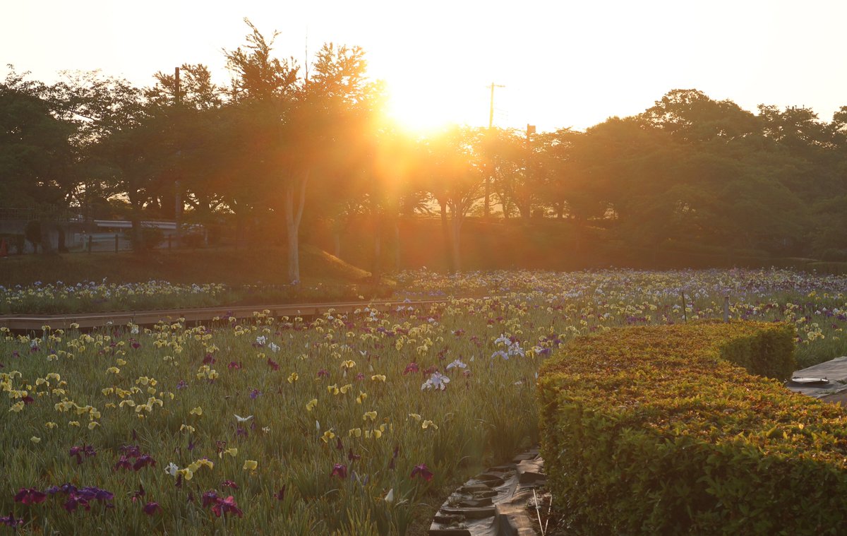nk0010's tweet photo. 菖蒲の時期の
袖ケ浦公園は混んでるので
夜明けを狙って行ってみたら
ほぼ貸切りで朝露と朝日で菖蒲も綺麗でした。

#袖ケ浦公園 #菖蒲 #あやめ #猫 https://t.co/QBg0xhKxfu