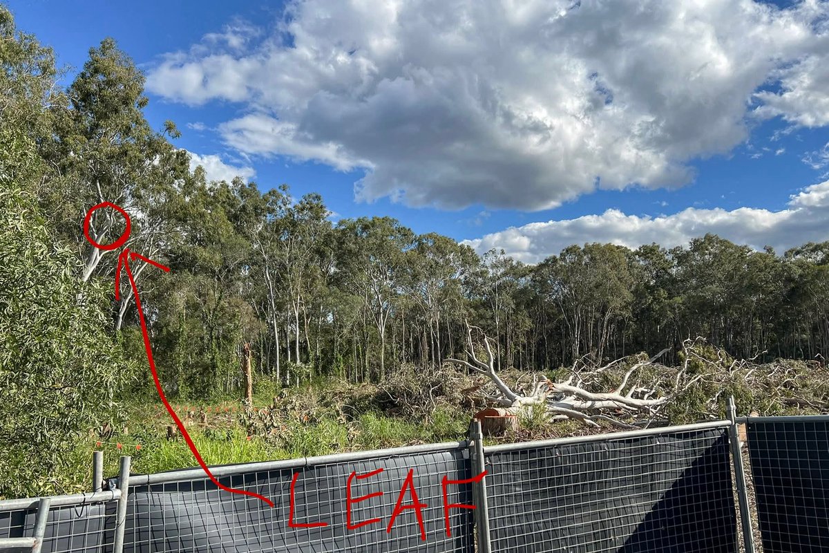 oskaandme's tweet photo. #SaveLeaf #savethekoala π¨
π· Scott Waterhouse https://t.co/peSw900X25
