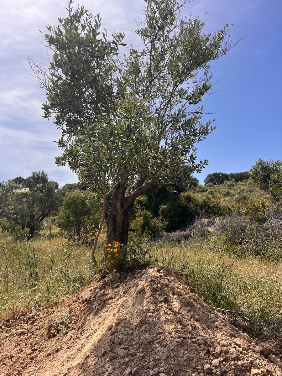 BALLİ BAL tweet media