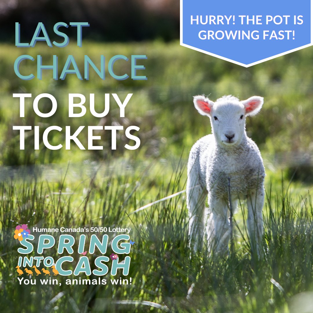 HumaneCanada's tweet photo. Last Chance - Ends Tonight!🚨
Only a few hours left, Ontario! Don’t miss your chance to win big in the Spring Into Cash 50/50 Lottery while supporting animals across Canada.💰
Get your tickets before the lottery closes! 🐱🐶
https://t.co/M9H8p8apIm https://t.co/Q5zPax84Dp