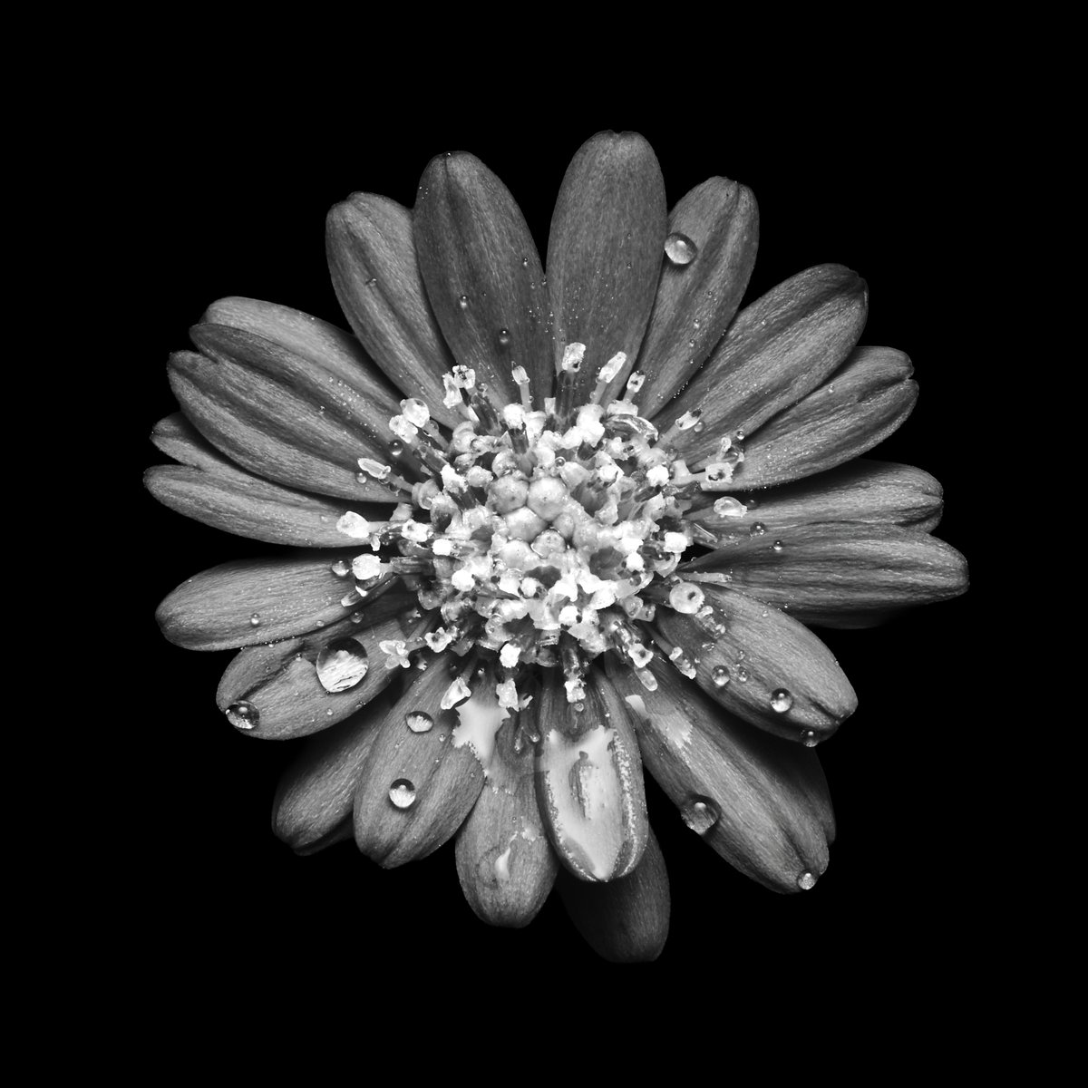 lowbassphotog's tweet photo. Maybe one day I'll do that flower series I keep thinking about. 
#flower #flowers #plant #plants #botanical #macro #macrophotography #closeup #naturephotography #photography #appicoftheweek #canonfavpic #captureone https://t.co/NUp8jli3o0