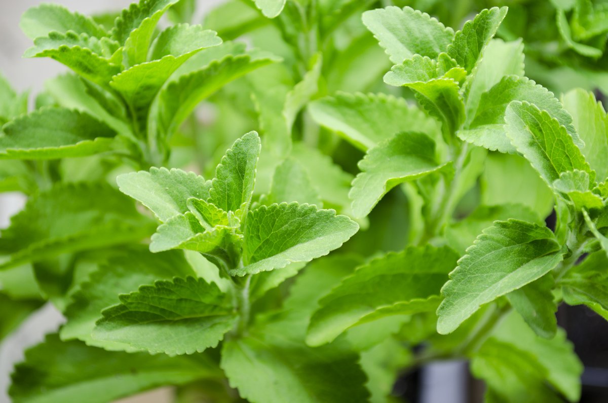 isaaa_org's tweet photo. A study from the University of Toyama uncovered the genetic secret behind #stevia's sweetness. Read details in #BiotechUpdates: https://t.co/0SIBbWo7Xg https://t.co/NSPVX4AnbK
