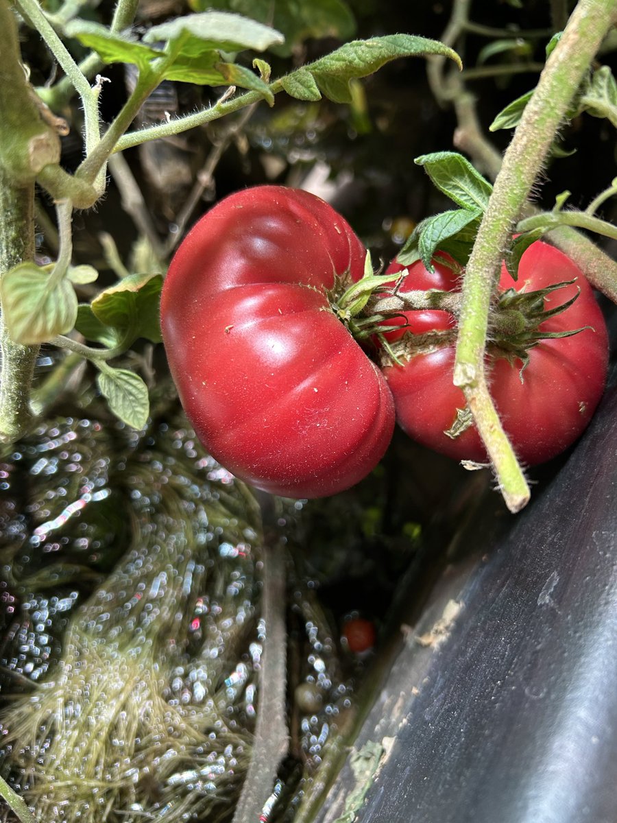 PhilipWeiss5's tweet photo. @RickoverNavalHS  
Rickover Naval worked with The Chicago Tomato Man helping provide heathy tomatoes 🍅 for family gardens around the city. https://t.co/FKwCmT8XDJ