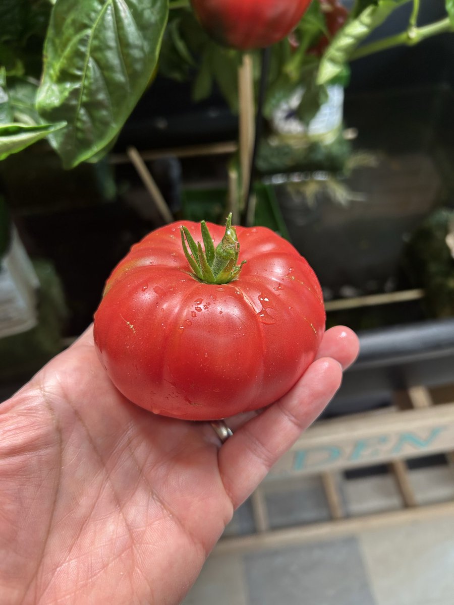 PhilipWeiss5's tweet photo. @RickoverNavalHS  
Rickover Naval worked with The Chicago Tomato Man helping provide heathy tomatoes 🍅 for family gardens around the city. https://t.co/FKwCmT8XDJ