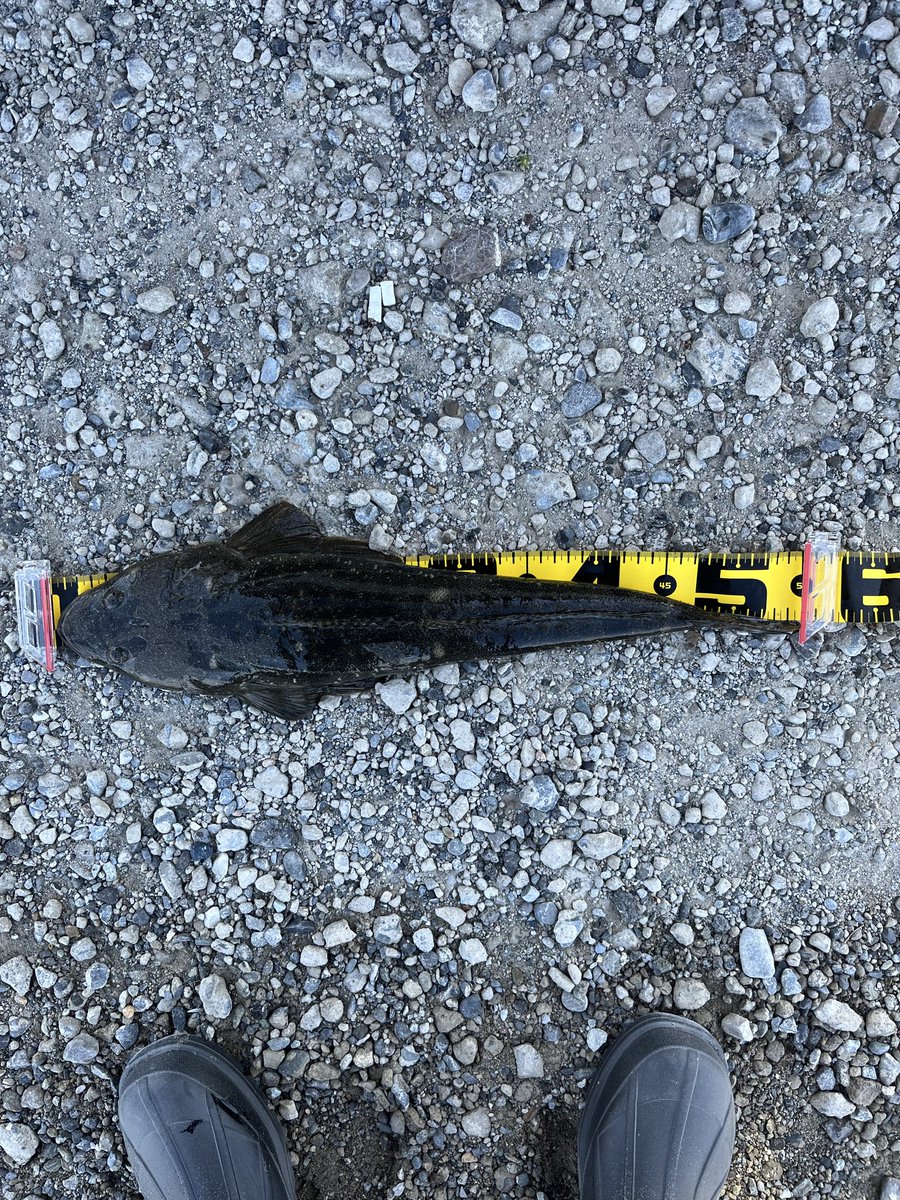 4Yp8f's tweet photo. 初マゴチ釣り
2バイト1キャッチ
ルアー3ロスト😭😭😭
ショックの方がデカすぎるえぐい https://t.co/62c3gGZ2Pq