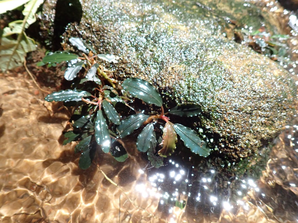 Bucephalandra sp. Ketapang Kal-bar T-03-0526