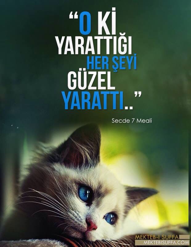pelin tweet media