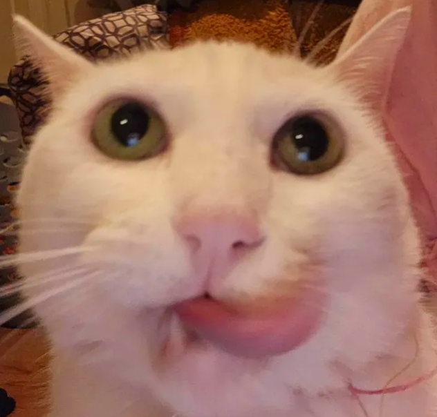 MrHotwings117's tweet photo. @D3MOCRAC7 @Helldivers_NOW Hell yeah. Here's this cat in return https://t.co/bP2coCPEau