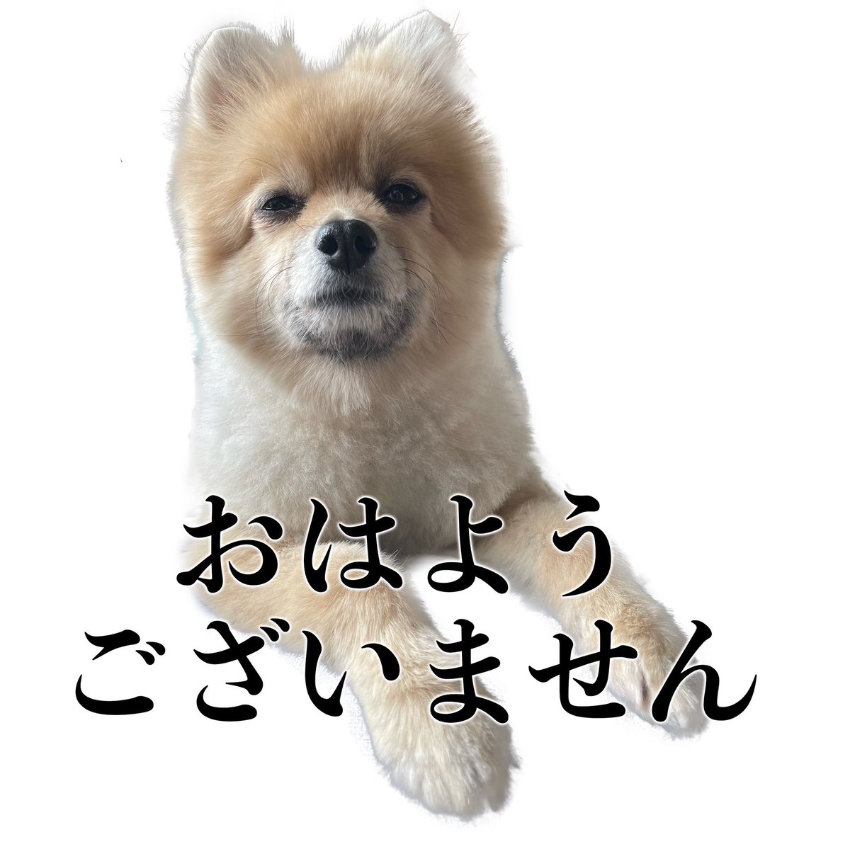 nakaharasuzuka's tweet photo. おはようございません(‘、3_ヽ)_
絞りカスは朝ごはん食べてお風呂入ったらまた寝ますw
お風呂で昨日の感想読んでるので、皆様 #getready で呟いてね!!! https://t.co/eVg0Fz4iLv