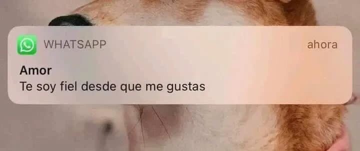 mariannno_'s tweet photo. yo en el amor: https://t.co/nzUntrQ4wc