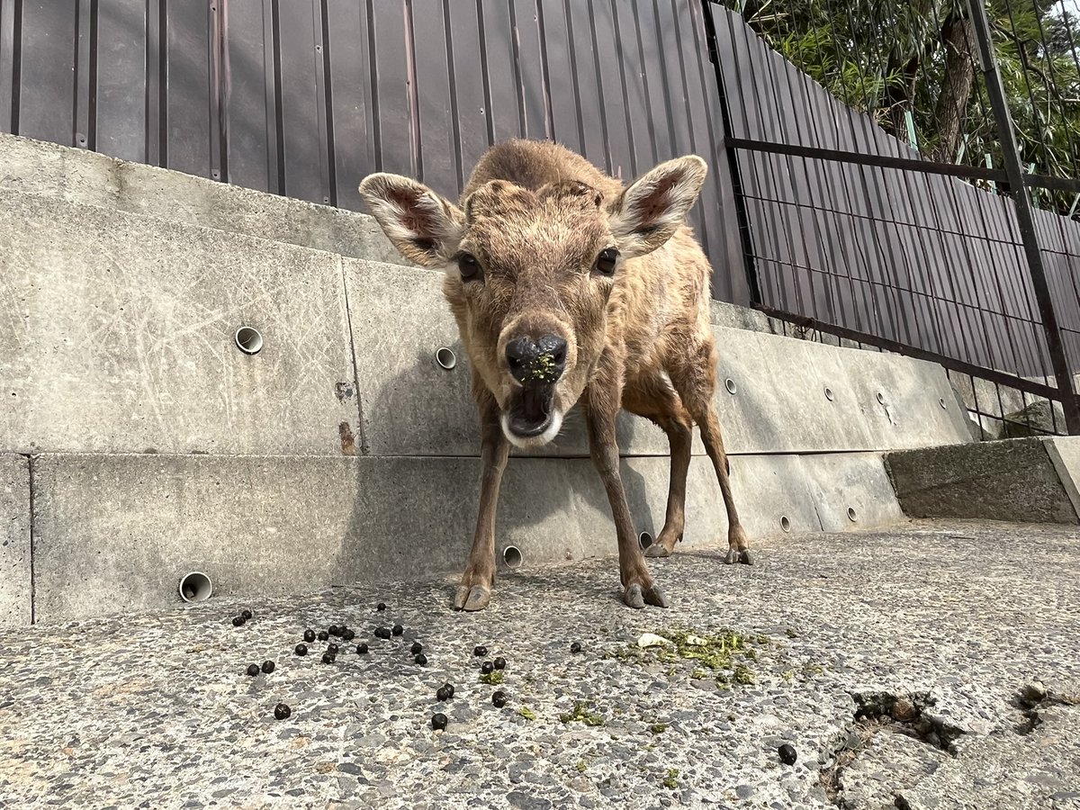 須坂市動物園【公式】 tweet media