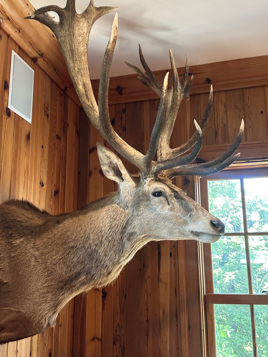 n_friggo's tweet photo. This is the basement of a multi-millionaire’s mansion on a 100-acre ranch in the middle of Scottsville’s, Virginia. 

All the animals here were shot himself from different safaris across the world. His passion is wildlife and collecting game. 

He invited me there via instagram when I commented on one of his posts which turned into a long chat. Very random-looking person; I’d never had guessed that he’s a millionaire.