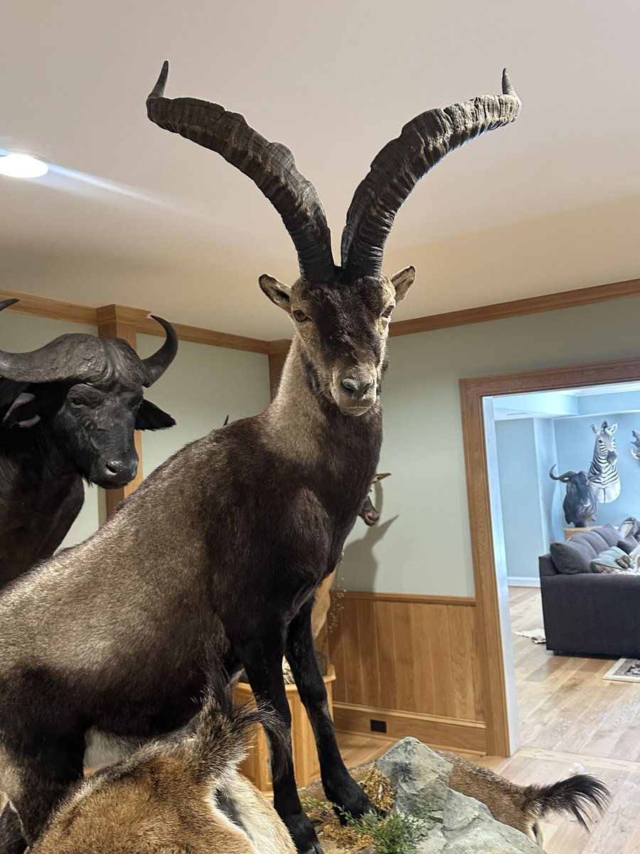 n_friggo's tweet photo. This is the basement of a multi-millionaire’s mansion on a 100-acre ranch in the middle of Scottsville’s, Virginia. 

All the animals here were shot himself from different safaris across the world. His passion is wildlife and collecting game. 

He invited me there via instagram when I commented on one of his posts which turned into a long chat. Very random-looking person; I’d never had guessed that he’s a millionaire.