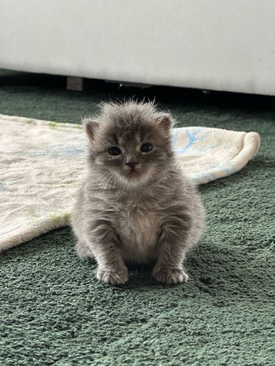 Ｃａｔｍａｘｘｅｒ tweet media