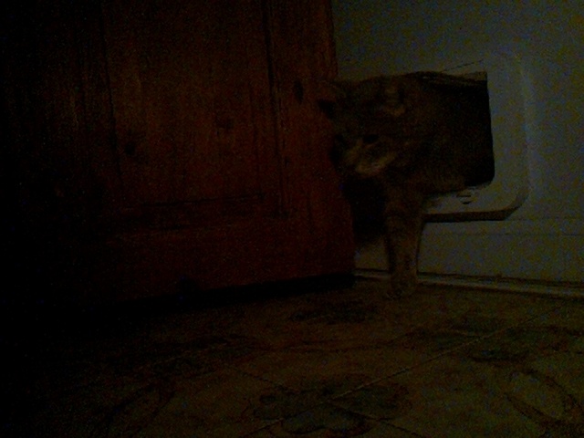 boosimba's tweet photo. Good morning Simba, aka Mr Handsome!

Catmonic (using LandingLens ConvNext-[29M]) says the likelihood of Simba is 94.5%

Auto-tweet from catmon2: 2026-06-01_010742.jpg https://t.co/vx4MTuRhNi