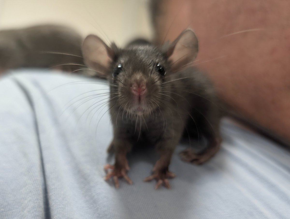 brianstarr's tweet photo. I just found out my rat receives @Starlink for free.  I knew those ears were good for something. https://t.co/gJOPinGz8b