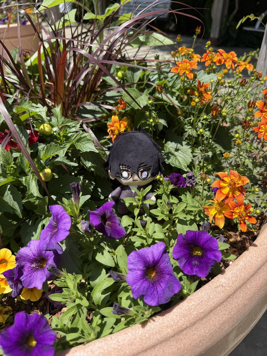 ZanderScander's tweet photo. Planter peekaboo https://t.co/Is6PPXAdtt