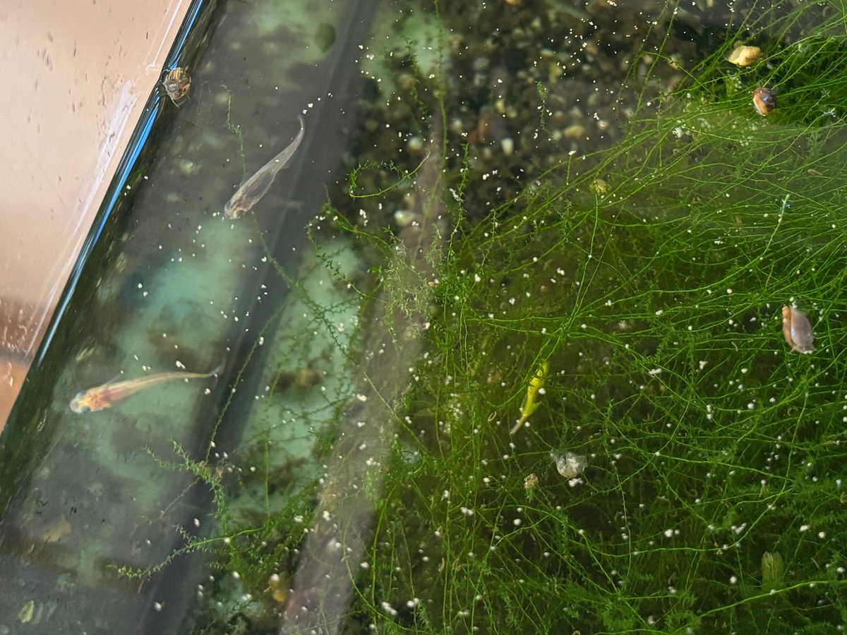 saitei77's tweet photo. 【心優しき】
朝、メダカの水槽の様子を見に行くと、６年生の子がえさをあげていました。
４月から引き継いたはずなのですが、どうしたのか聞いてみると、
「忘れているかもしれないから」と。
人知れず、陰からサポートしてくれていたようです。
周りを思いやれる６年生。
朝からほっこりでした😊 https://t.co/hUlkiaDc9P
