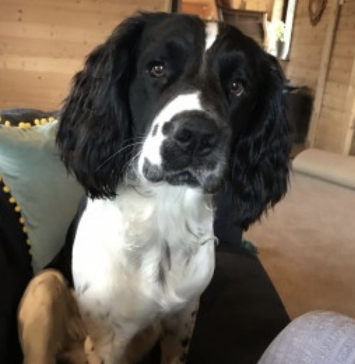rosiedoc666's tweet photo. #StolenDogHour 
TAYLOR STOLEN 4/11/22 
Missing from his garden near  #Cockermouth #Cumbria 
Where are you gorgeous boy - please don’t forget him-if you know ANYTHING do the right thing BRING HIM HOME PLS 

https://t.co/njvbKKT1U4 https://t.co/PLFINbPdME