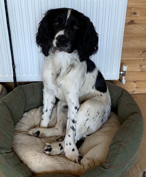 rosiedoc666's tweet photo. #StolenDogHour 
TAYLOR STOLEN 4/11/22 
Missing from his garden near  #Cockermouth #Cumbria 
Where are you gorgeous boy - please don’t forget him-if you know ANYTHING do the right thing BRING HIM HOME PLS 

https://t.co/njvbKKT1U4 https://t.co/PLFINbPdME