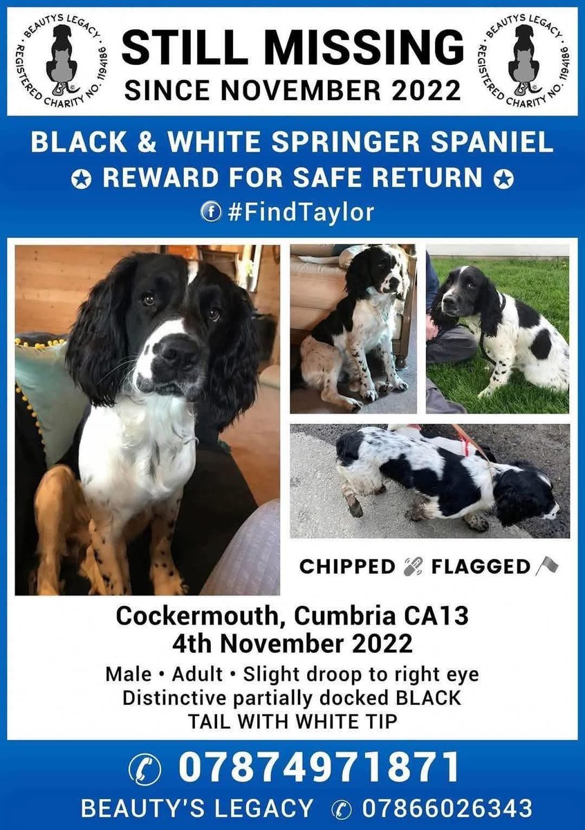 rosiedoc666's tweet photo. #StolenDogHour 
TAYLOR STOLEN 4/11/22 
Missing from his garden near  #Cockermouth #Cumbria 
Where are you gorgeous boy - please don’t forget him-if you know ANYTHING do the right thing BRING HIM HOME PLS 

https://t.co/njvbKKT1U4 https://t.co/PLFINbPdME