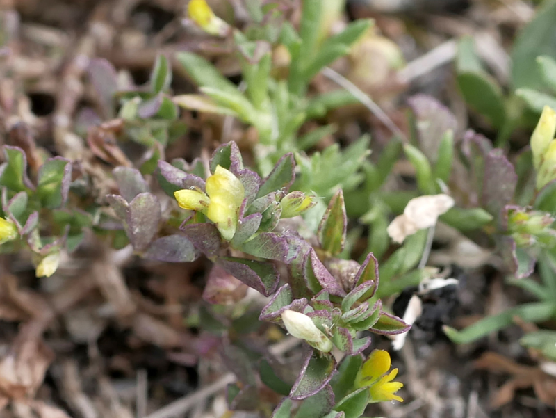 Botany2021's tweet photo. A not terribly good photo of Slender Trefoil, its flowers tiny compared to Lesser Trefoil nearby. An unusual find for the Bodmin Moor and right next to a clump of Chamomile.
#wildflowerhour

Trifolium micranthum https://t.co/CUIL8MiMQF